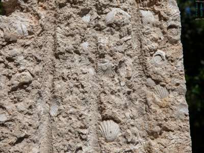 ...piena zeppa di fossili di conchiglie